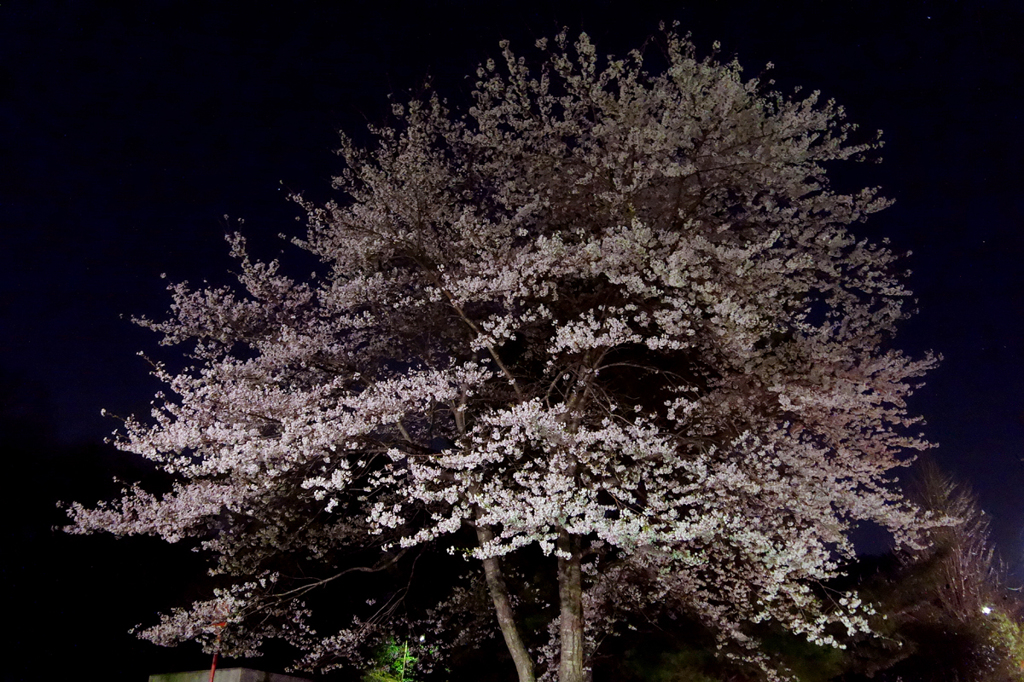 夜桜