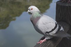 はと