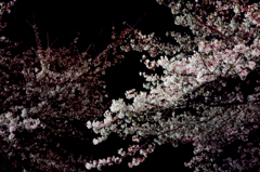 夜桜
