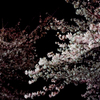 夜桜