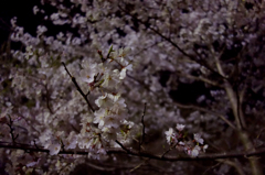 夜桜
