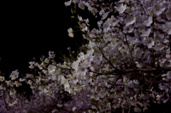 夜桜
