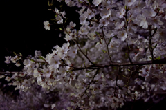 夜桜
