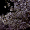 夜桜