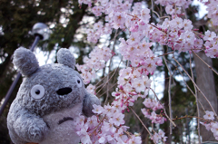 桜とトトロ