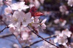 桜