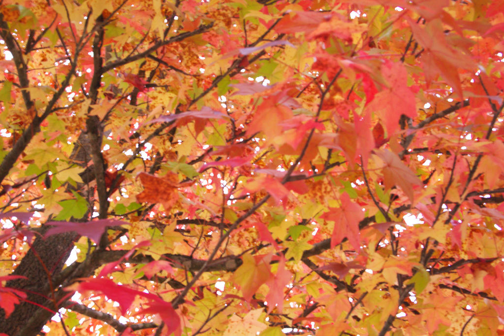 紅葉