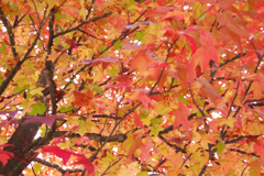 紅葉