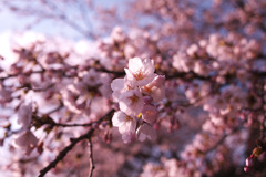 さくらさくさく6