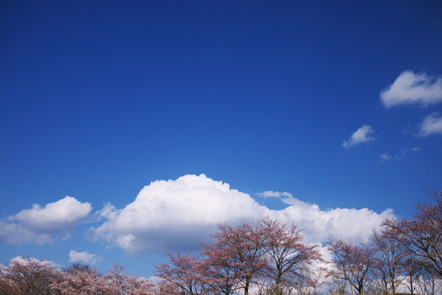 さくらさくさく8