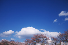 さくらさくさく8