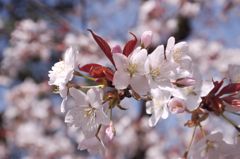 桜