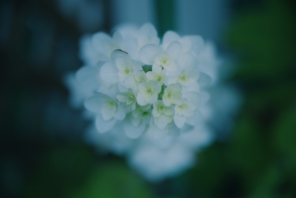 はな