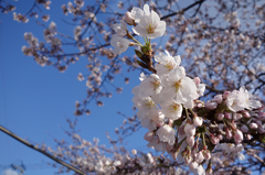 桜