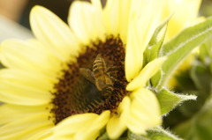 蜜を探して in summer