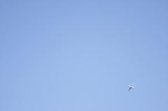 in the sky