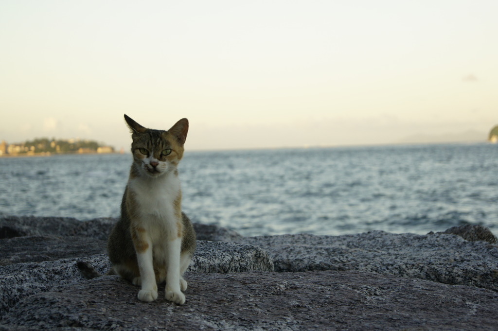 海、猫