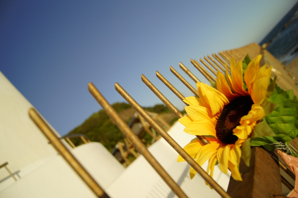 SunFlower(fake)