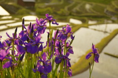 菖蒲
