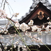 春