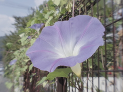 夏の忘れもの