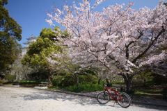 城下桜