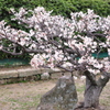 梅の庭