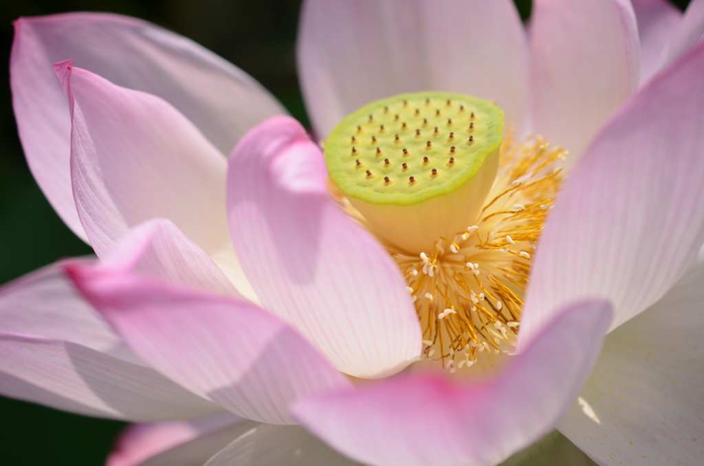 蓮の花