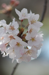桜2