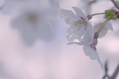 桜3
