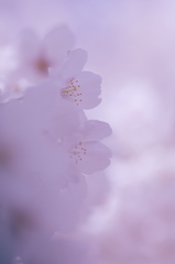 桜4