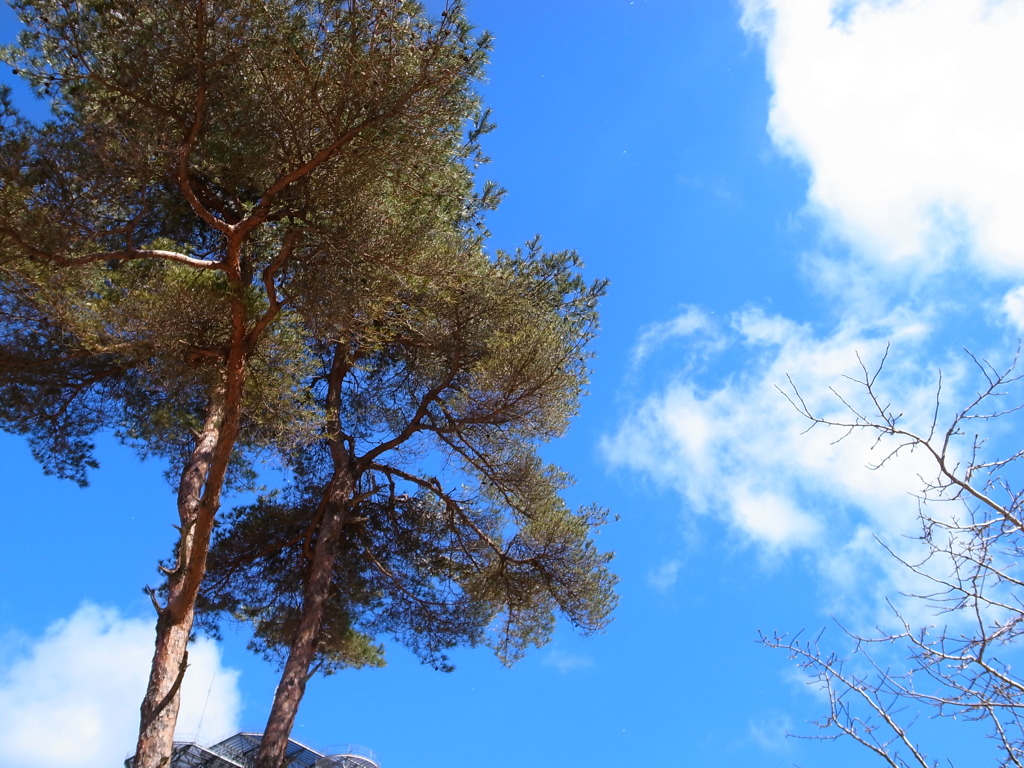 大野山アルプス