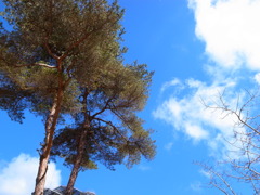 大野山アルプス