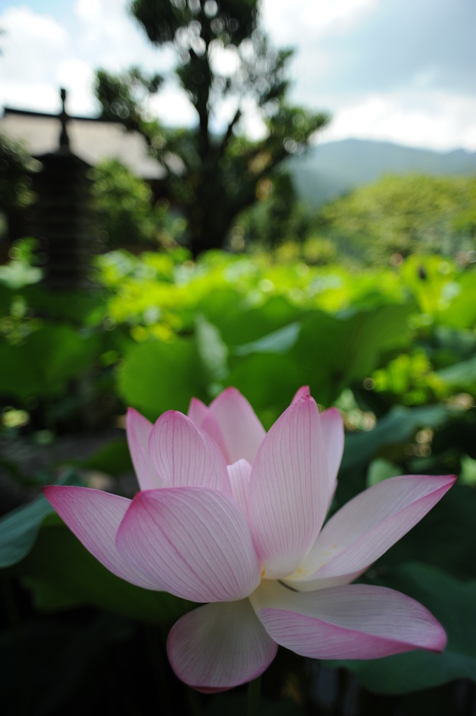 蓮