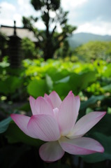 蓮