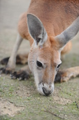 カンガルー