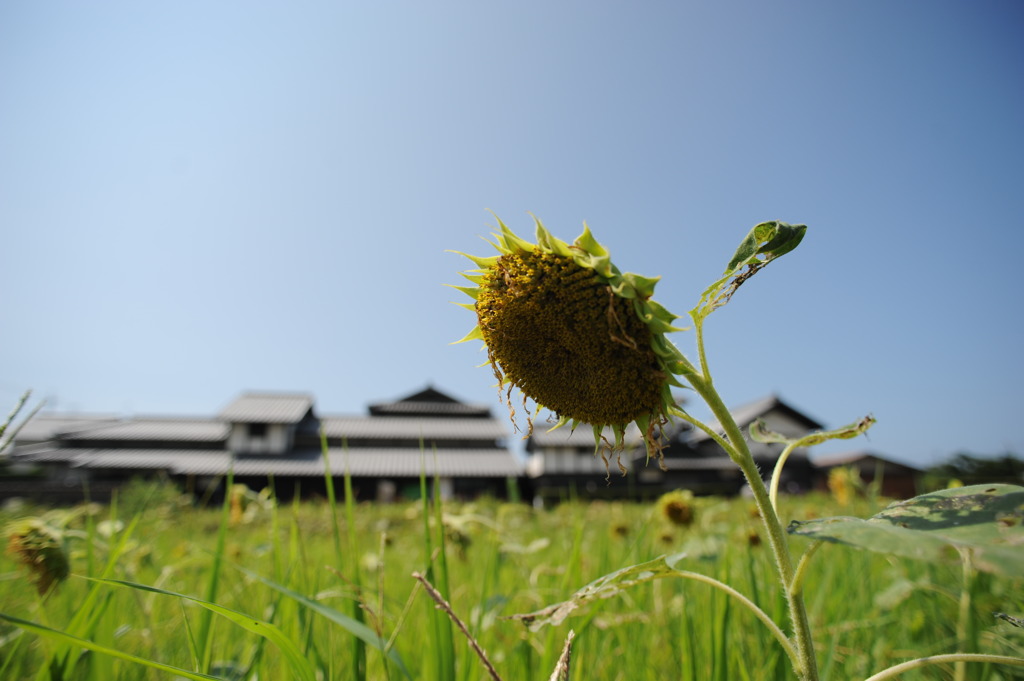 夏バテ