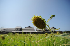夏バテ