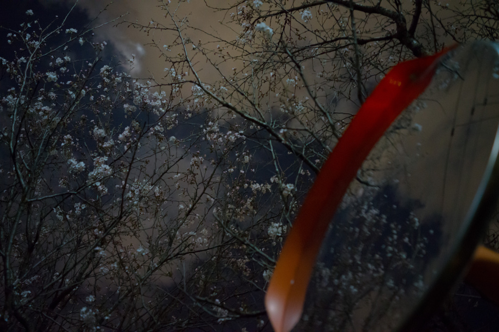 夜桜