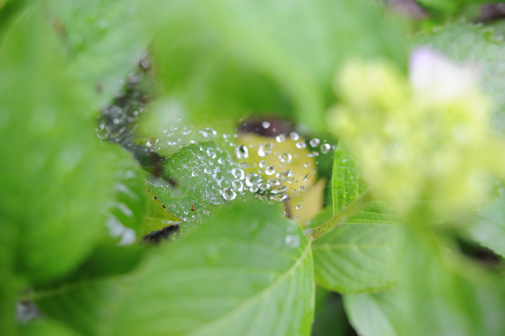 水滴