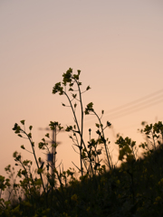 夕暮れ