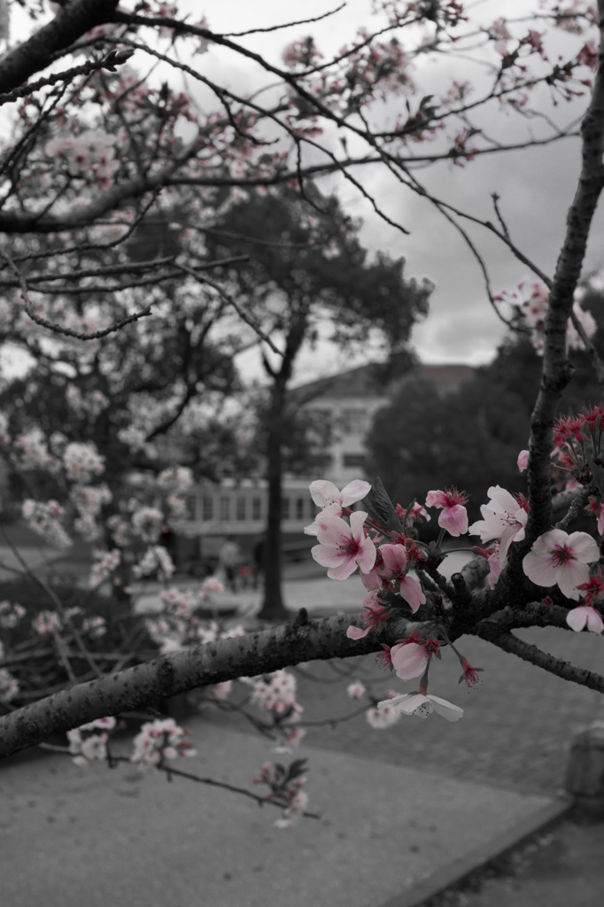 桜色