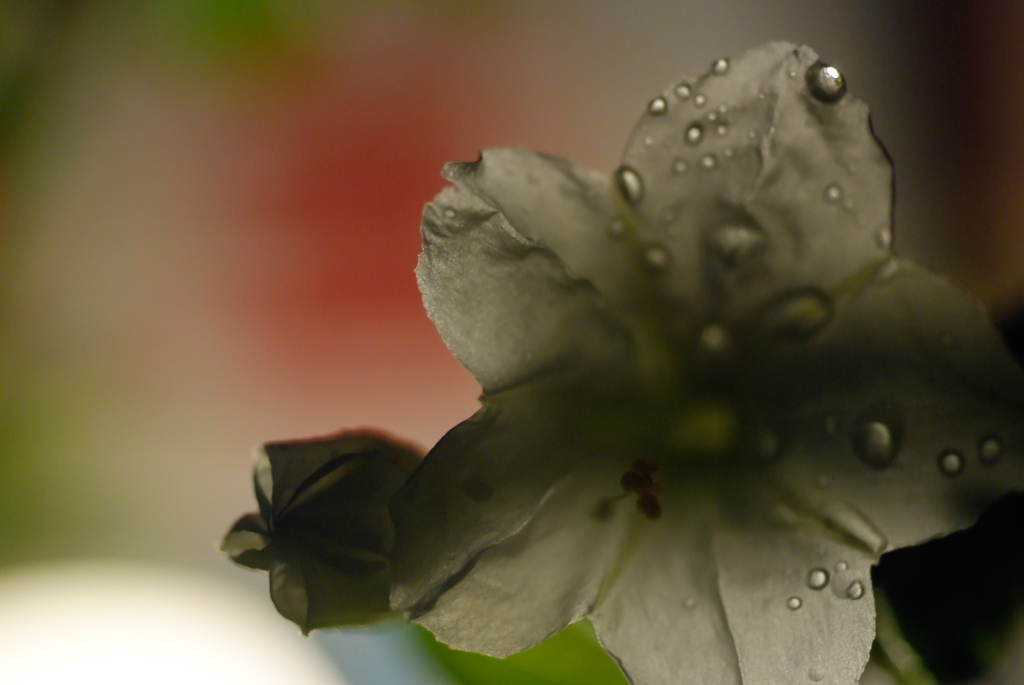 雨上がりの夜
