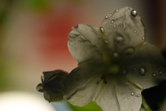 雨上がりの夜