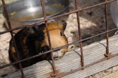 カメラなんて