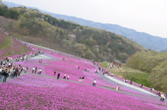 ピンクの絨毯
