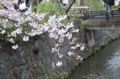 川に向かう桜