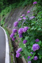 道ばたの紫陽花02