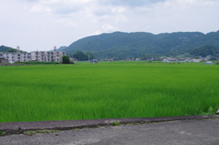 広がる田んぼ風景