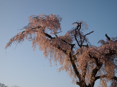 しだれ桜